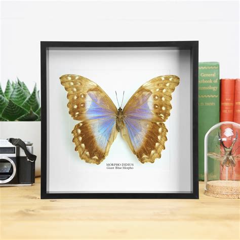 Female Giant Blue Morpho Morpho Didius Handcrafted Entomology Frame