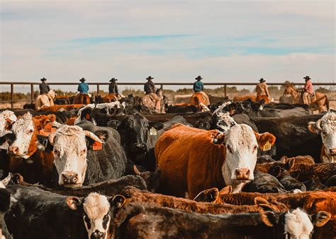 Cattle | Matador Ranch