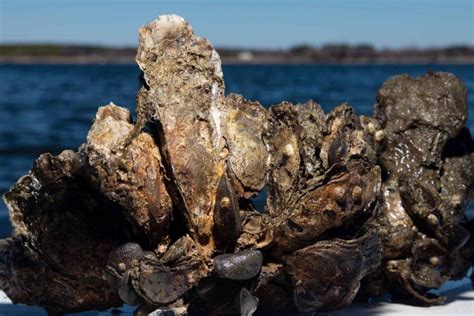 Chesapeake Bay Oysters In Water