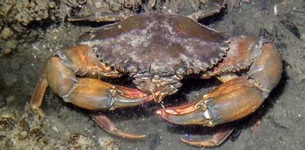 Fisheries NT Common Name Mud Crab Scientific Name Scylla 58 OFF