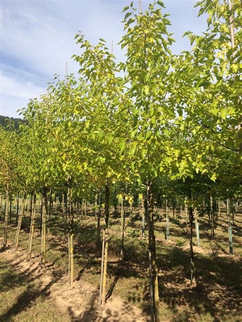 Rarit Ten Spiess Baumschule Gartengestaltung Wahlsburg