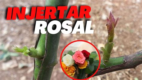 Cómo INJERTAR un ROSAL para tener ROSAS de COLORES en un Solo ROSAL