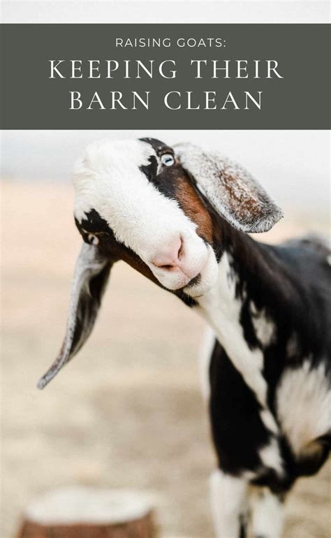 Raising Goats What You Need To Know Before Getting Goats Artofit