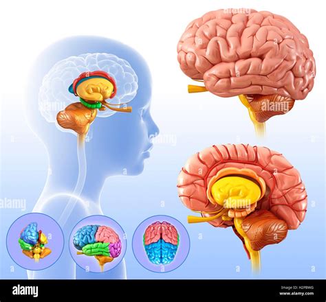 Anatomie Du Cerveau De L Enfant Banque De Photographies Et Dimages