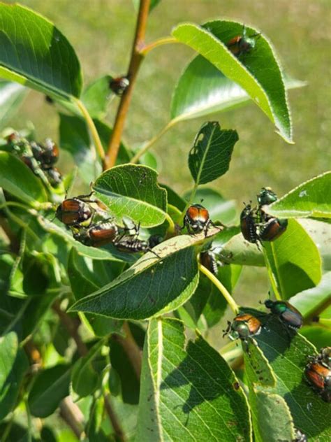 japanese beetles Archives - Old World Garden Farms