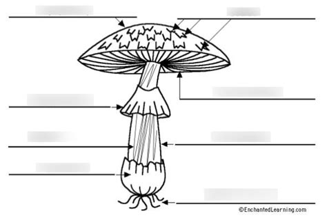 BIO 314 Mushroom Diagram Diagram Quizlet