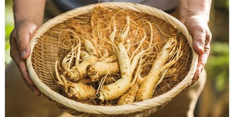 Ginseng Nedir Ginsengin Tüm Faydaları