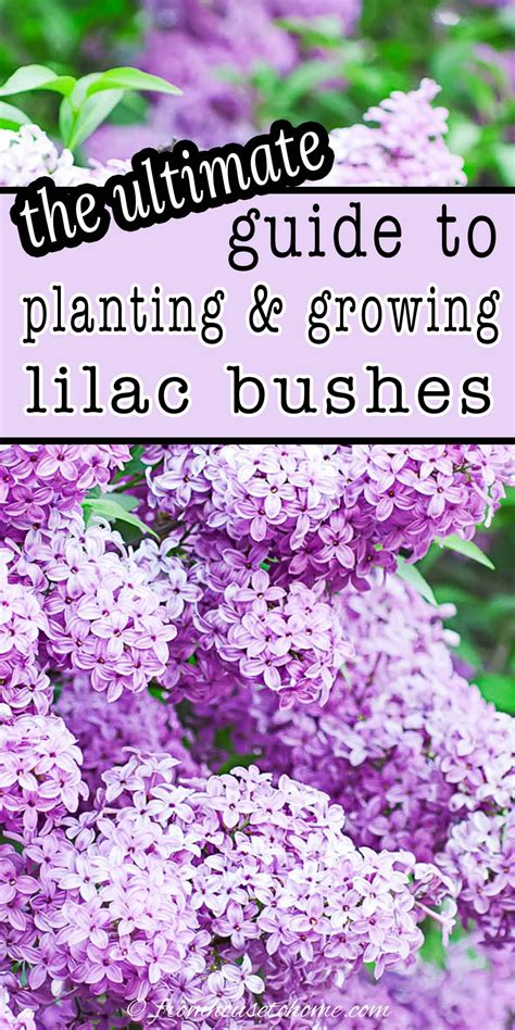 How To Grow Lilacs: Spring’s Most Fragrant Flower