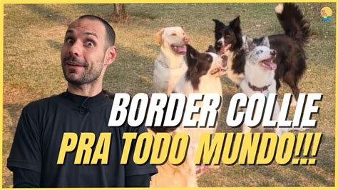 OS TIPOS DE BORDER COLLIE PELA FINALIDADE QUE FORAM SELECIONADOS É