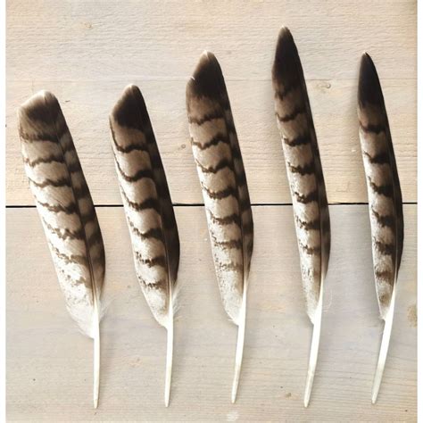 Red Tailed Hawk Feathers, Native Traditional Feathers. Ethically ...