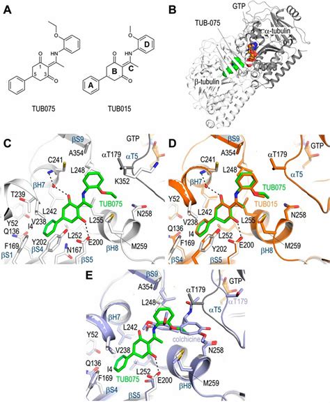 Crystal Structures Of The Tubulin Tub And Tub Complexes Overall