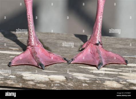 Seagull Feet Hi Res Stock Photography And Images Alamy