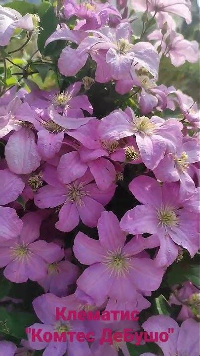 Красавчик Комтес Де Бушо - YouTube