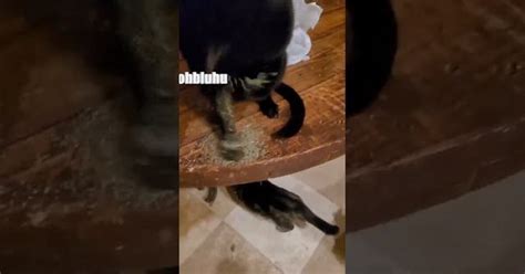 Что будет если коту дать мяту | Пикабу