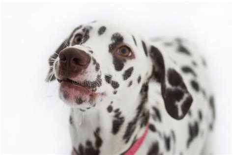 Dalmatian, Spotty Dog with Spotty Ball Stock Photo - Image of portrait ...