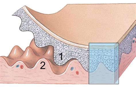 Dermis & Epidermis Diagram | Quizlet