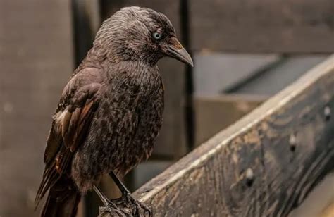 Tafsir Mimpi Menangkap Burung Gagak Menurut Primbon Jawa Pertanda