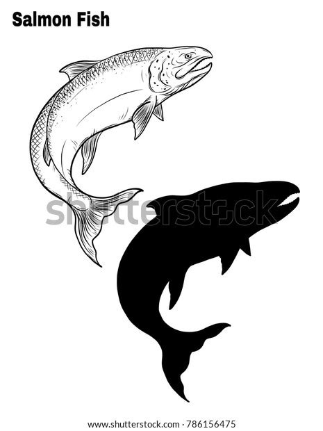 Salmon Art Highly Detailed Line Art Stock Vector Royalty Free 786156475