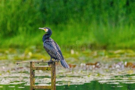 The Great Cormorant Phalacrocorax Carbo Known As The Great Black