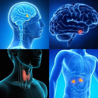 Endocrinology - Management of Thyroid Conditions and Diabetes - One ...