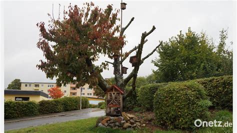 Umweltpaket für den Oberviechtacher Stadtrat geschnürt Onetz