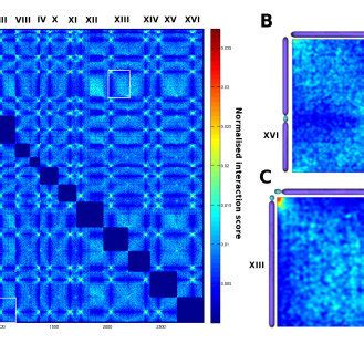 Normalized Inter Chromosomal Contact Map Of S Cerevisiae The Color