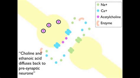 Synaptic Transmission at a Cholinergenic Synapse Animation - YouTube