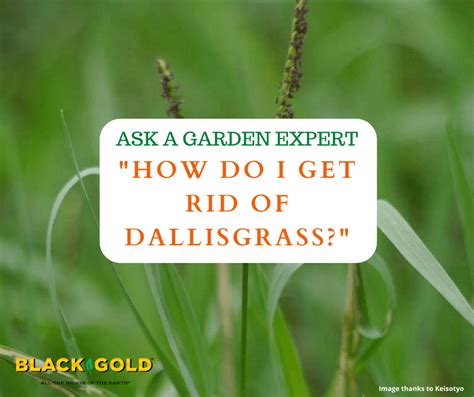 How Do I Get Rid Of Dallisgrass Black Gold