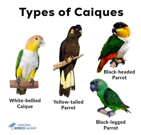 Caiques: List of Types With Pictures