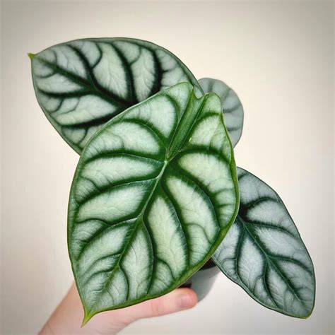 Alocasia Silver Dragon For Sale | Alocasia Silver Dragon Seeds – PLANTAROID