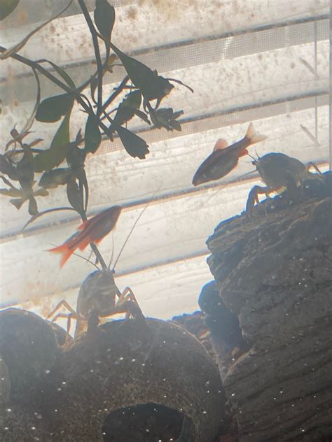 Our new pets. : r/Crayfish