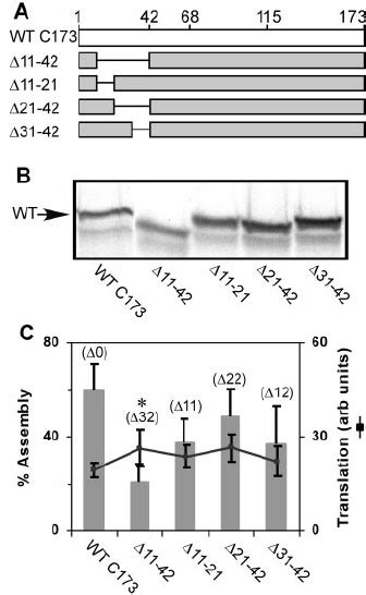 N Terminal Deletions In Hcv Core Reduce Hcv Capsid Assembly A