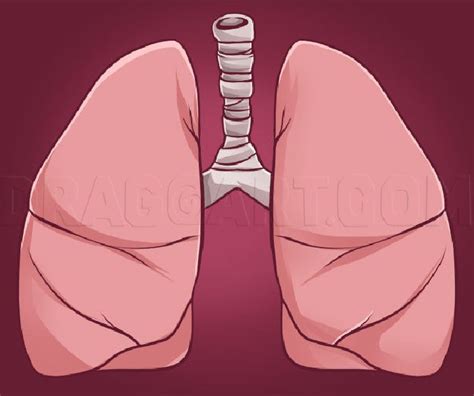 Easy Lungs Drawing Ideas How To Draw Lungs