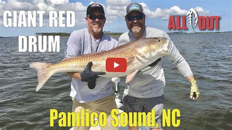 Bull Red Drum On The Pamlico Sound Carolina Sportsman