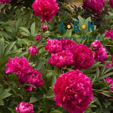 Karl Rosenfield Peony | America's Gardens Nursery