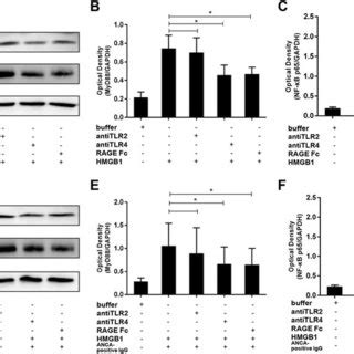 Western blot analysis for MyD88 and phospho NF κ B Neutrophils were