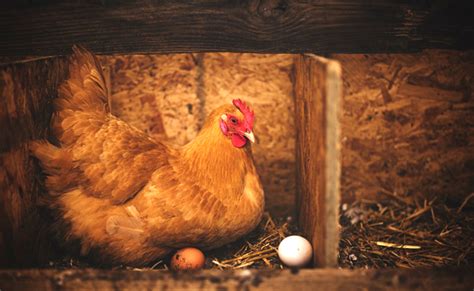 Tout savoir sur la fécondation des œufs de poule pour avoir des poussins