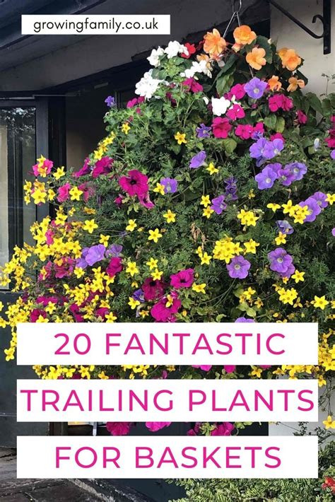 20 Of The Best Trailing Plants For Hanging Baskets And Pots Artofit