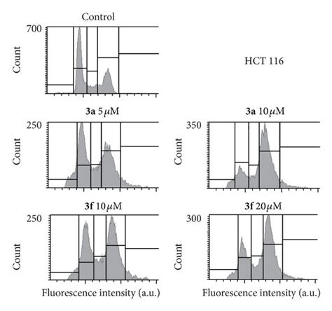 Cell Cycle Phases Distribution In HCT 116 Cells A C And DU 145