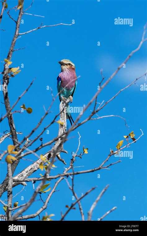 Ghiandaia Marina Pettolilla Coracias Caudatus Lilac Breasted Roller