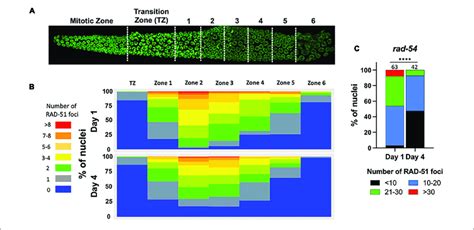 Fewer Rad Foci In Meiotic Nuclei From Aged Mothers A