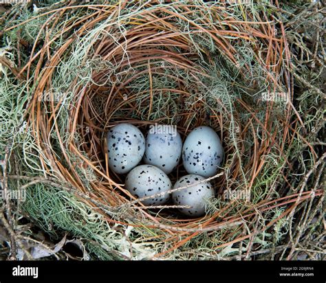 Tree Sparrow Eggs