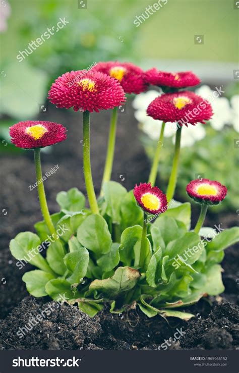 Bellis Perennis Pomponette Called Daisy Bloom Stock Photo