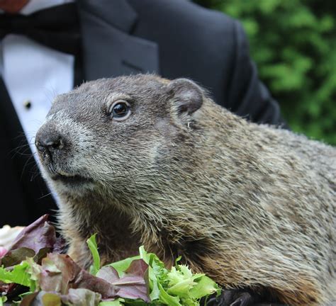 Groundhog Day: The history of our favorite prognosticating whistle-pig ...