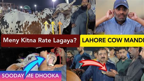 Hammad Bhai Ne Kitne Rate Lagaya Lahore Cow Mandi Sooday Me Dhooka