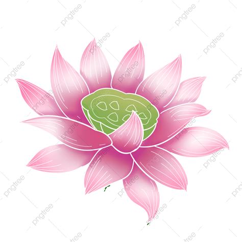 Loto Png Loto Png Flor Flores Png Imagen Para Descarga Gratuita Pngtree