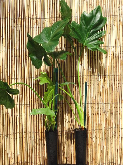 Giant Split Leaf Phil Plant Philodendron Selloum Urban Perennials