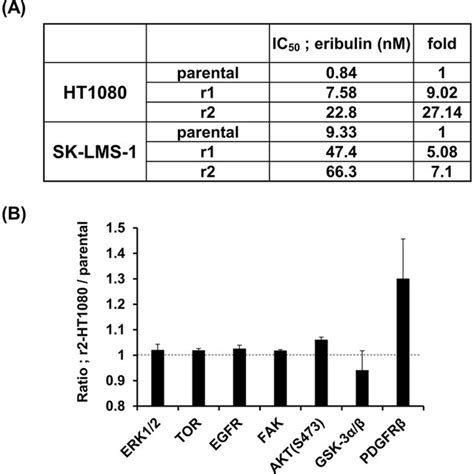 Combined Treatment Of Eribulin Plus Mk Triggers G Or G M Arrest