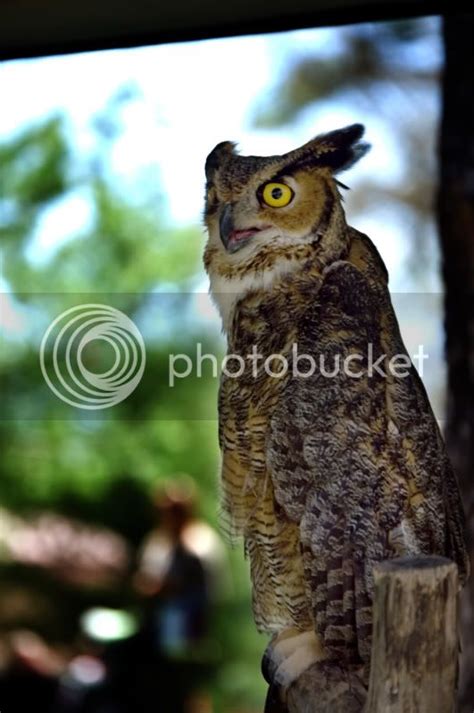 349 Great Horned Owl Ken Worley Photography