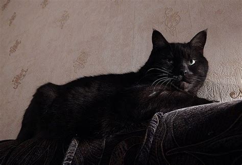 Я черный кот Муся, а ты чего в жизни добился? | Cat boarding, Cats, Animals